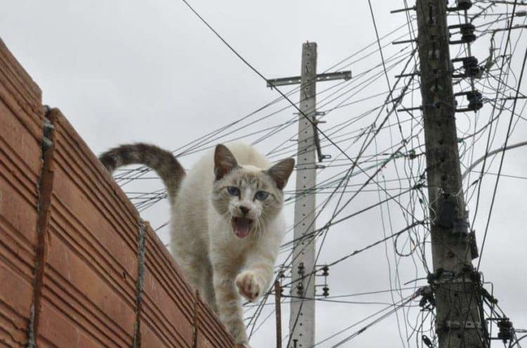 gato na conta de luz